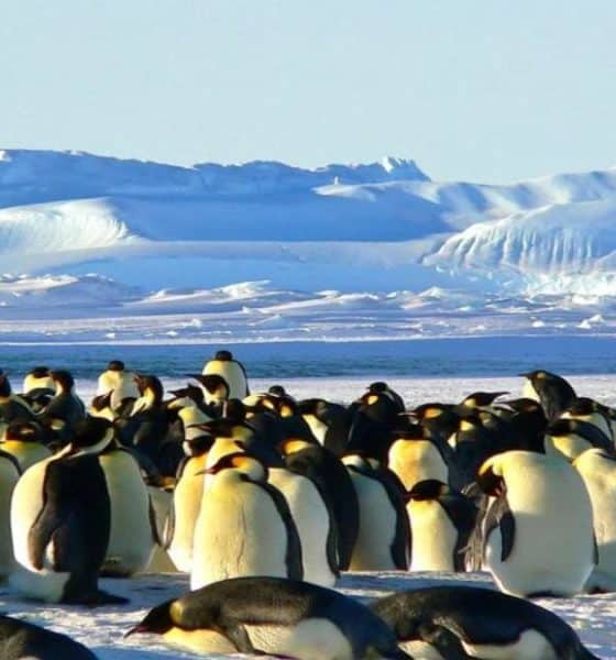 Colonia de pingüinos Foto: Archivo