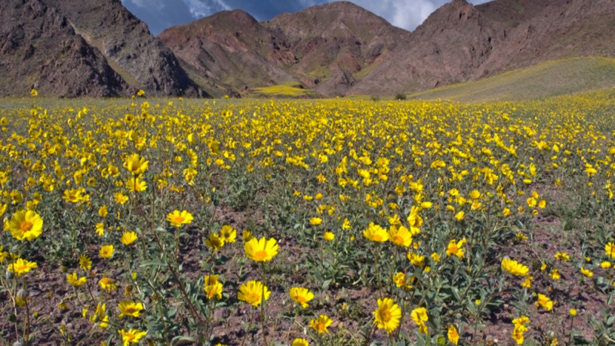 Death-Valley-flower-800×532