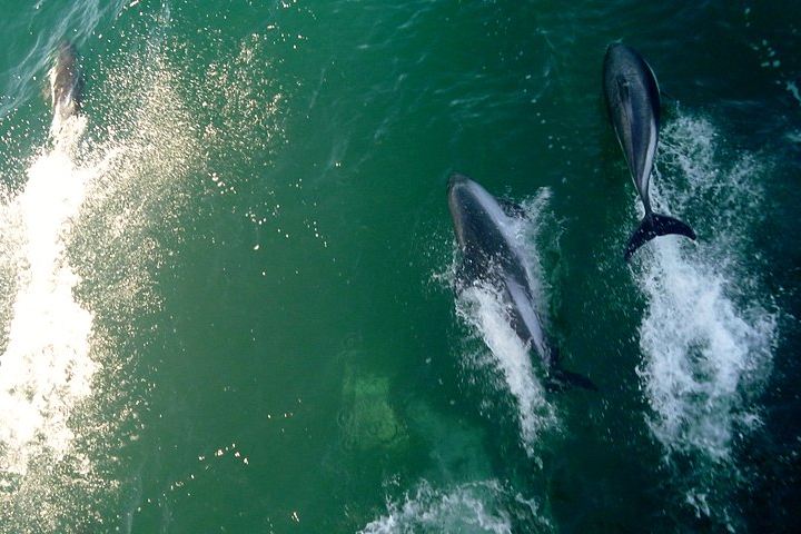 Delfin arrebata iPad a turista distraída. Delfínes. Imagen. Diegogallotti 