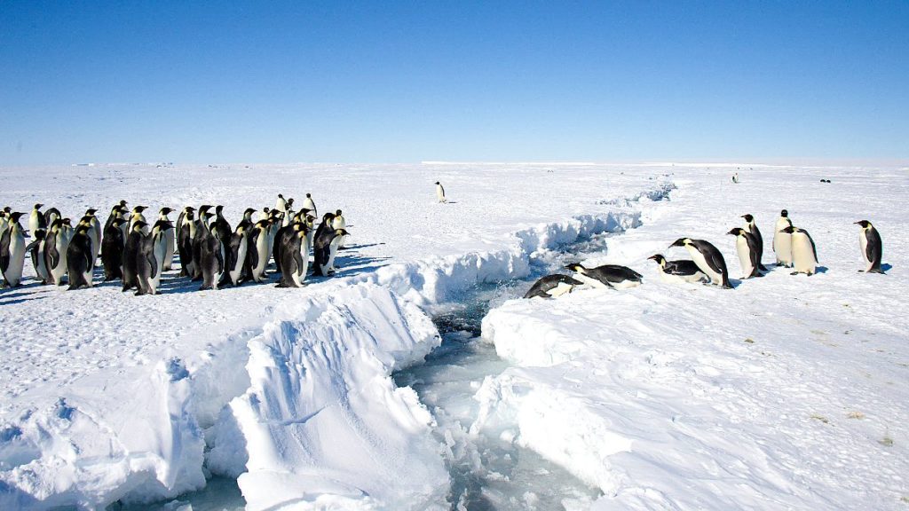 El pingüino emperador en la Antártida. Foto Christopher Michel