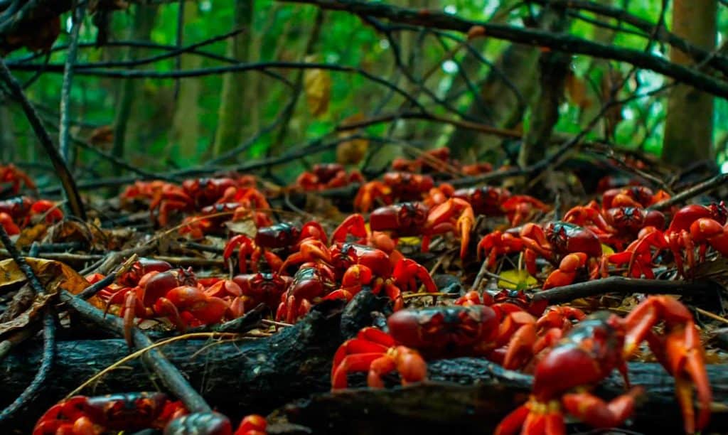 Debería de ser llamada "Isla de los Cangrejos Rojos", ¿No crees? Foto: GrowPro Experience