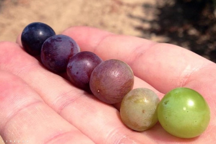 Las uvas que usan para la elaboración de sus vinos son las mejores Foto: Archivo