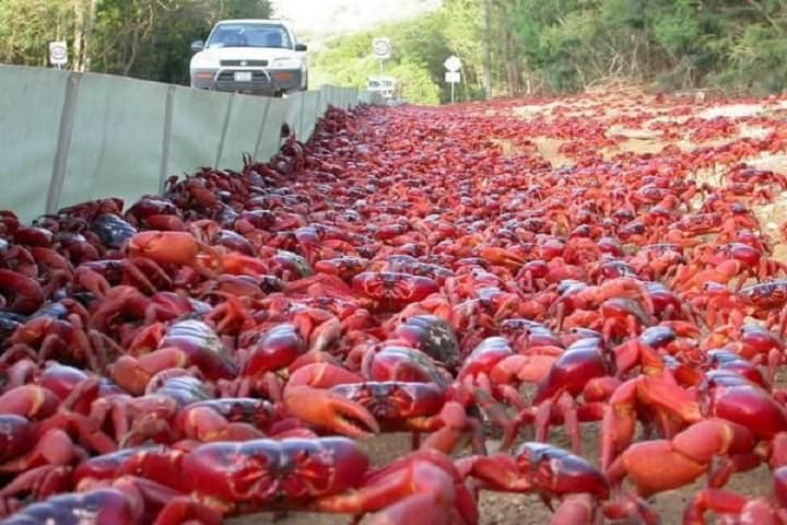Migracion-cangrejo-rojo-Pinterest