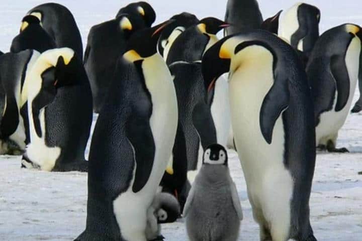 Pareja de pingüinos Foto: Archivo