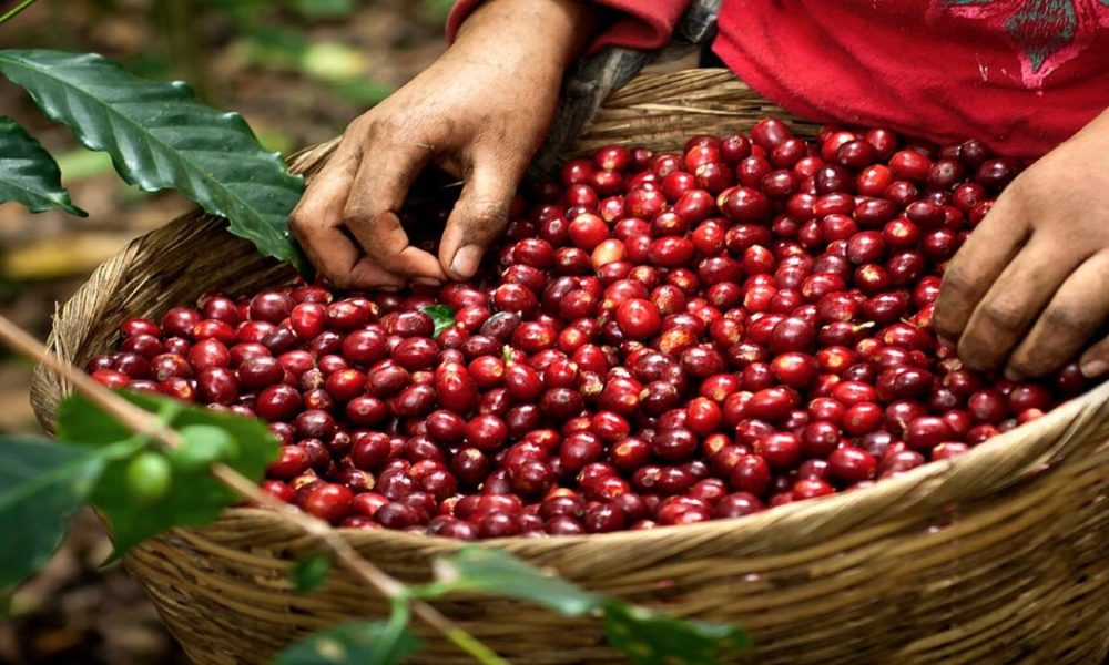 Café de Chiapas El café orgánico número uno del mundo