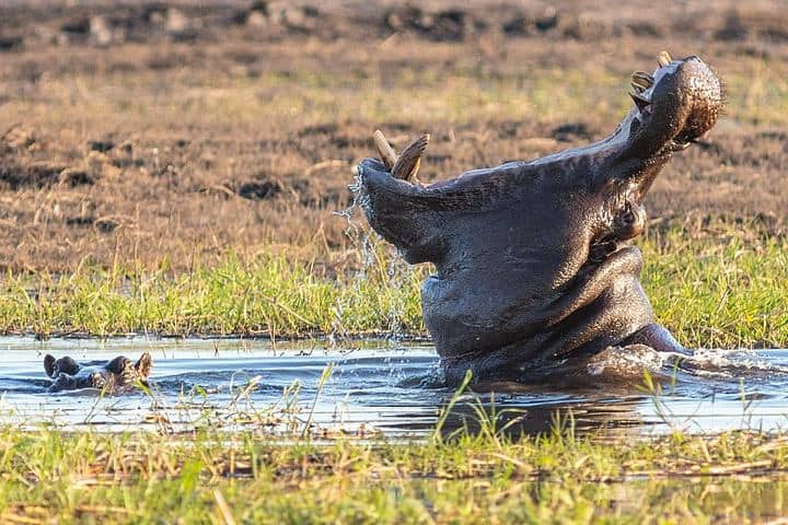 Vídeo hipopótamo comiendo sandías. Hipoótamo. Imagen. Diego Delso