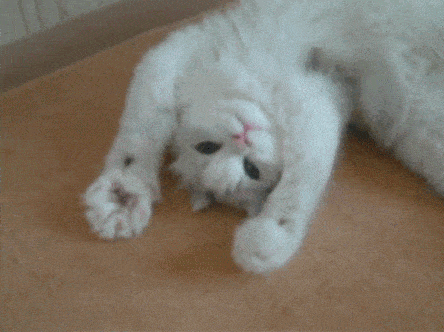 Gatito blanco 