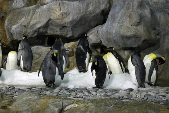 Pingüinos en busca de alimento Foto: Archivo