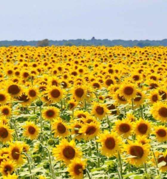 Santuario de Girasoles en Tabasco. Foto: Archivo