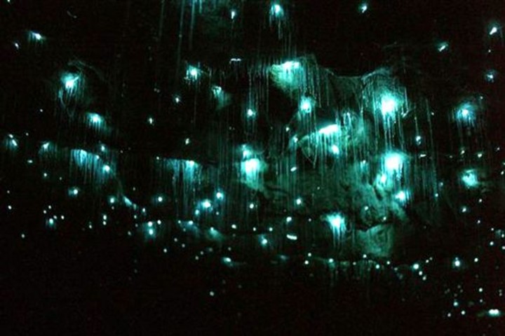 Cueva Glowwarm en Nueva Zelanda. Foto Naturaleza Curiosa