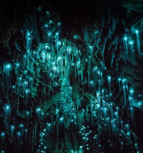 No dejes de conocer la increíble Cueva Glowwarm de Waitomo. Foto: Tomás Elías González Benítez