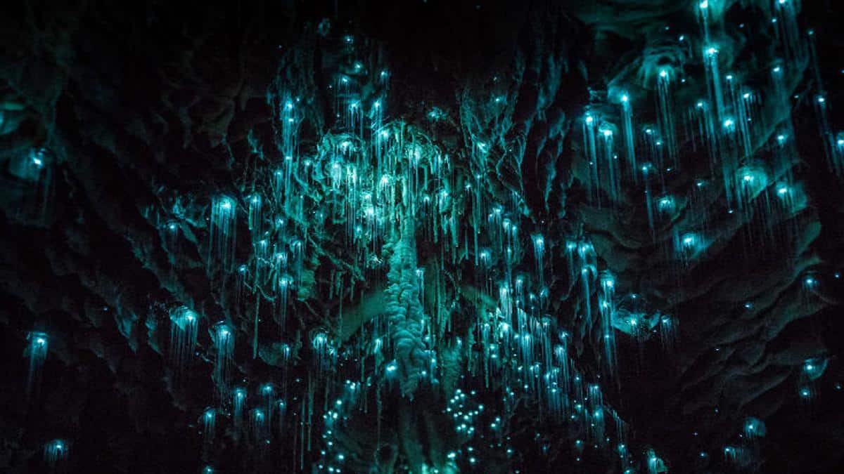 No dejes de conocer la increíble Cueva Glowwarm de Waitomo. Foto: Tomás Elías González Benítez