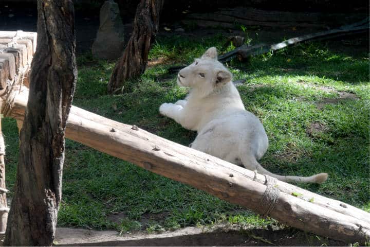 Leones-blancos-Zoológico-Tlaxcala-1