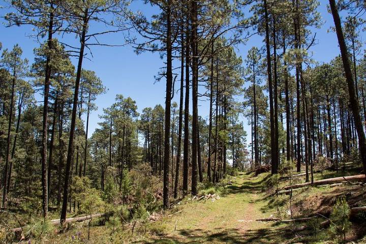 Sierra Norte de Oaxaca. Foto: Adam