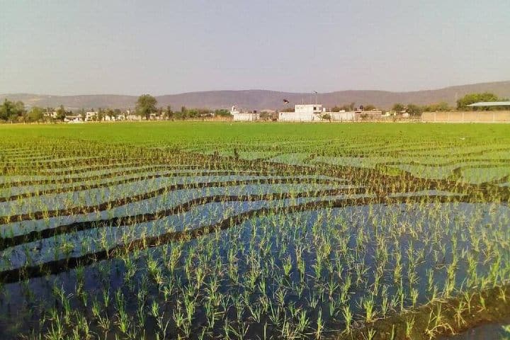 Duplicarán-siembra-de-arroz-en-Morelos