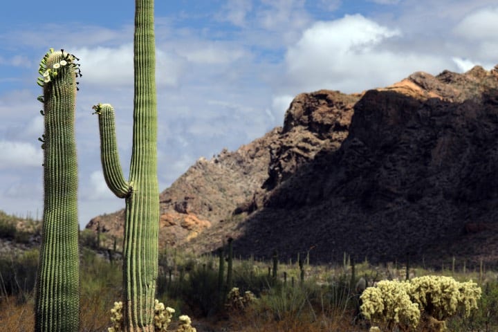Monumento Nacional Organ Pipe Cactus por la UNESCO en Arizona. Foto: Jeff Swensen