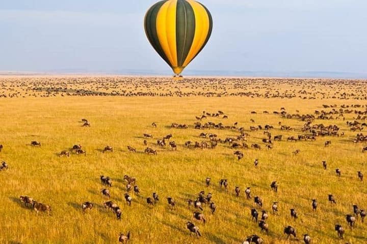 Se pueden observar millones de animales en su gran caminata Foto masai_mara_safari