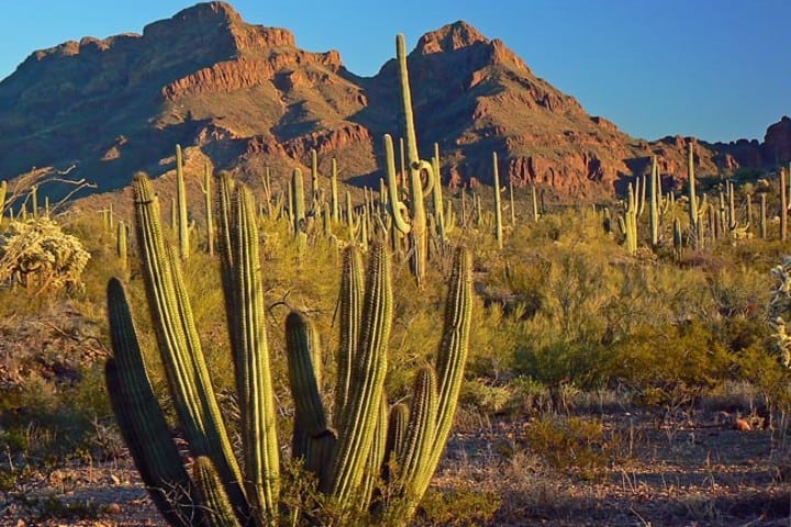 Los paisajes de cactus en Arizona son una maravilla considerada por la UNESCO. Foto: Scenic USA