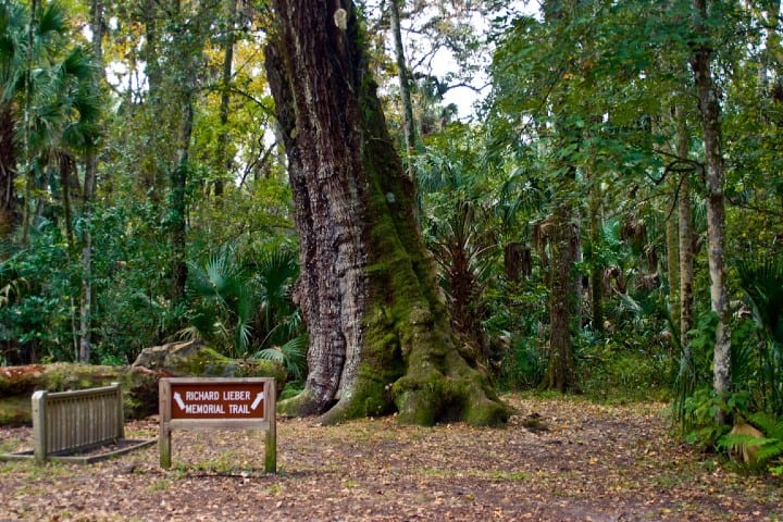 Highland Hammock, uno de los Parques Estatales de Florida. Foto: Florida Hikes