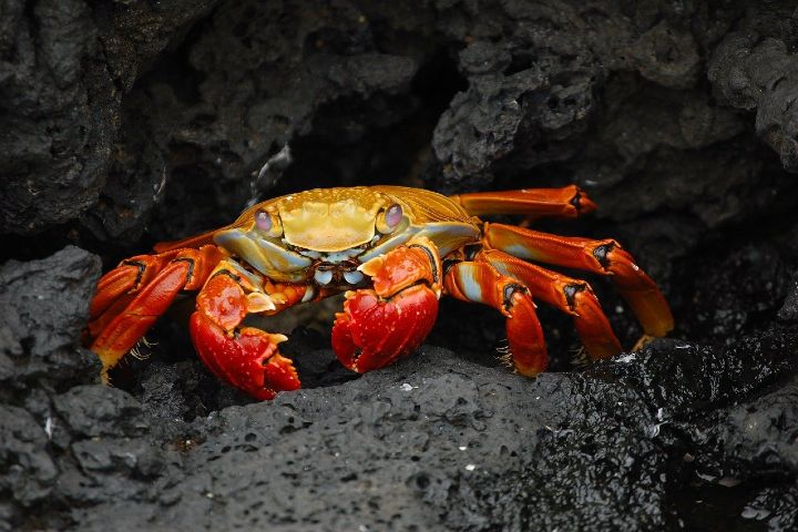 El-cangrejo-rojo-de-Australia.-Foto..Pixabay