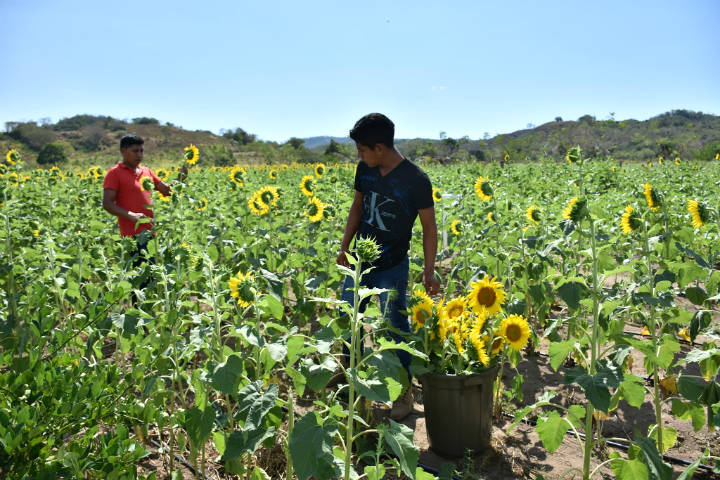 Santuario de los girasoles en Oaxaca. Foto Fernando Morales Garcilazo