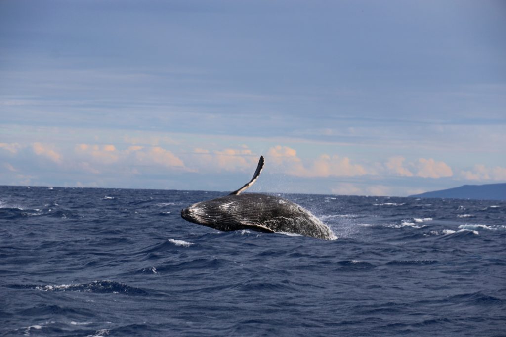 Ixtapa Zihuatanejo. 2021 año de la ballena. Foto: Archivo