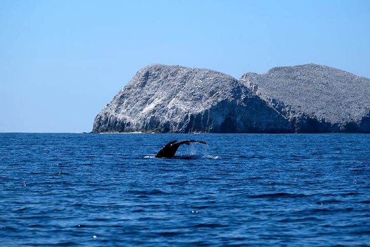 Ixtapa Zihuatanejo 2021 año de las ballenas. Foto: Visit IZ