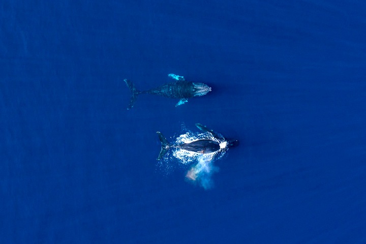 Ixtapa Zihuatanejo 2021 año de las ballenas. Foto: Visit IZ