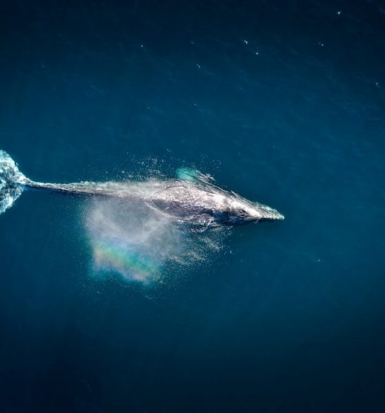 Ixtapa Zihuatanejo Ballena Jorobada. Foto: Unsplash