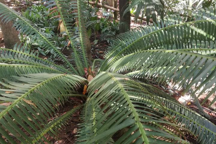 Sica, una planta prehistórica – Foto Luis Juárez J.