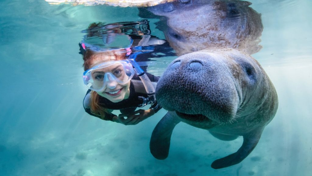 Disfruta del avistamiento y del nadar con manatíes en Florida. Foto: Visit Florida