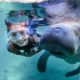 Disfruta del avistamiento y del nadar con manatíes en Florida. Foto: Visit Florida