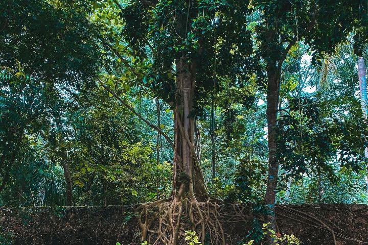 La hacienda se encuentra escondida entre la selva ¡Es un sitio fantástico! Foto: Hacienda Katanchel