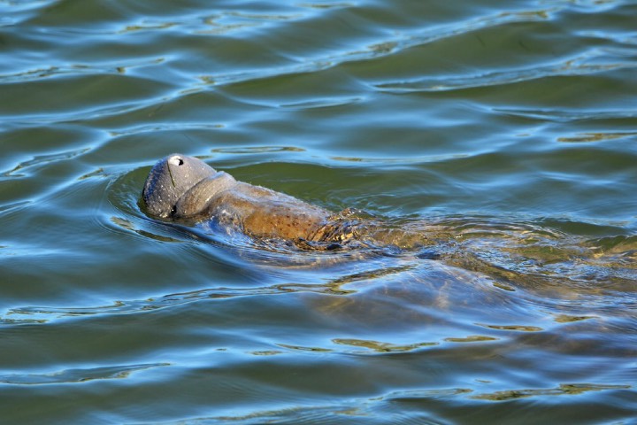 Merritt Island es un sitio para el avistamiento de manatíes en Florida. Foto: Earl Leatherberry | Flickr