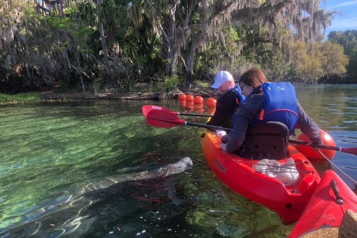 Pasea en kayak por Blue Springs ¡Podrás encontrarte con un manatí! Foto: Viator