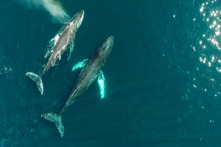 Santuario de la ballena gris. Foto: MXCity