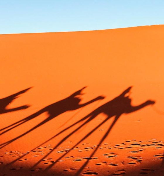 Camellos en Emiratos Árabes Unidos Foto: Lexus