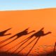 Camellos en Emiratos Árabes Unidos Foto: Lexus