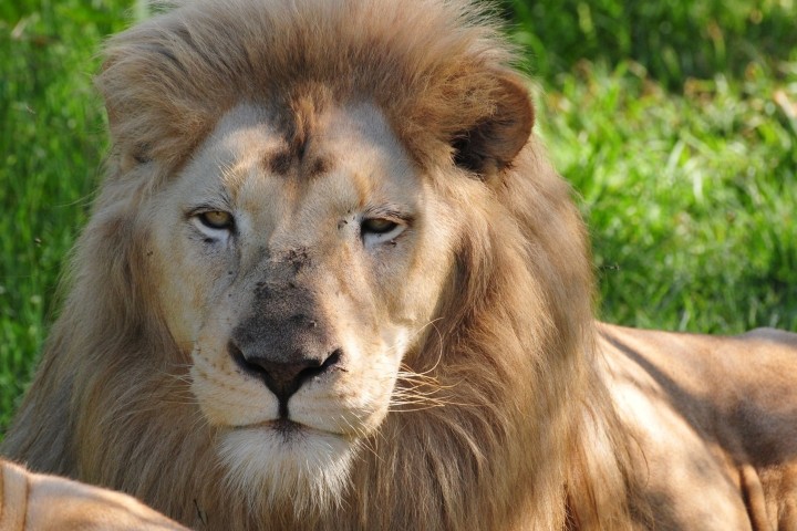 Podrás encontrarte con el Rey de la Selva. Foto: Zoológico de León