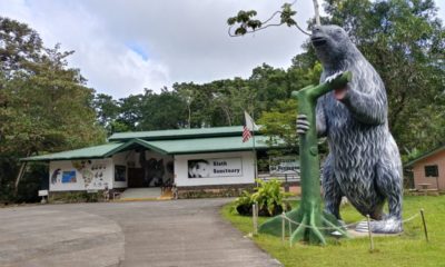 Santuario de perezosos en Costa Rica. Foto: Sloth Sanctuary of Costa Rica