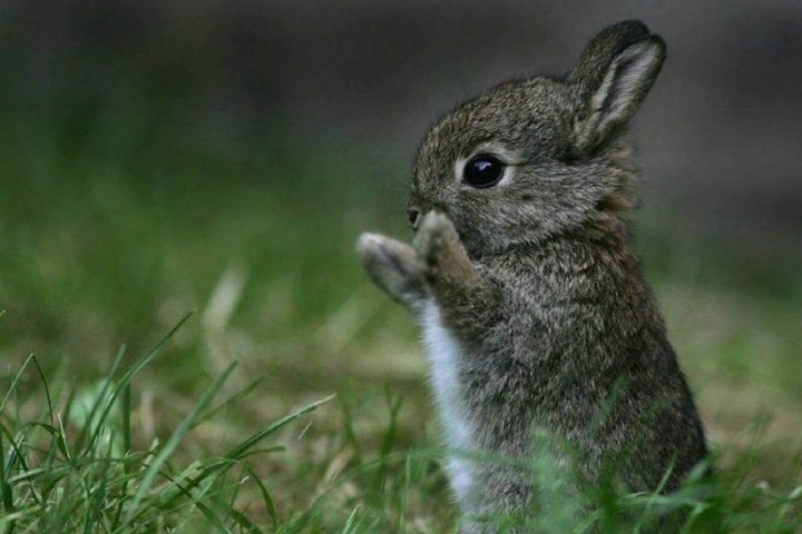 En tu visita al lugar puedes encontrar tiernos teporingos. Foto: Pinterest