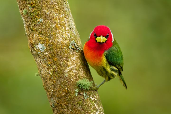 Avistamiento-de-aves-en-Colombia-1