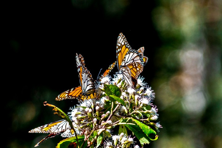 Mariposa-monarca_Foto_drosan-dem1526