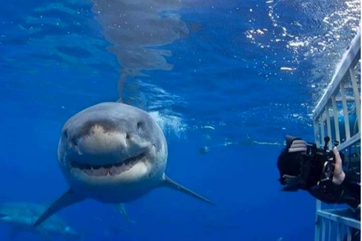 avistamiento-tiburon-blanco