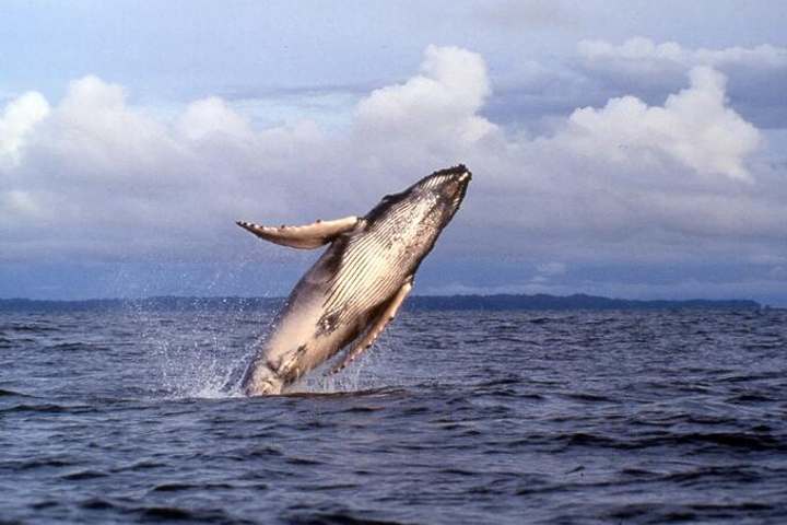 ballena-jorobada