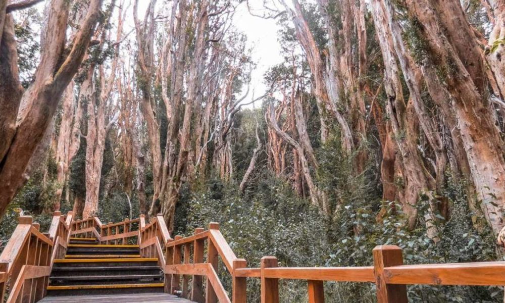 El Parque Nacional de los Arrayanes en Argentina | El Souvenir
