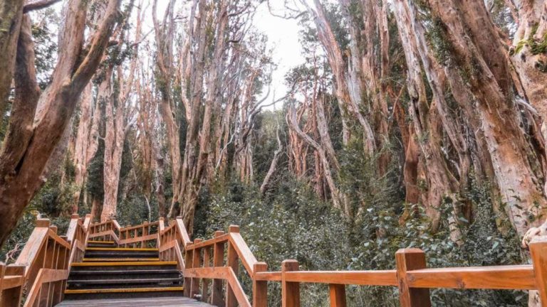 El Parque Nacional de los Arrayanes en Argentina | El Souvenir