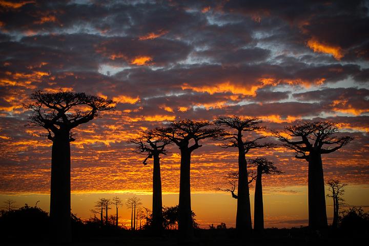 avenida-de-los-baobabs-1