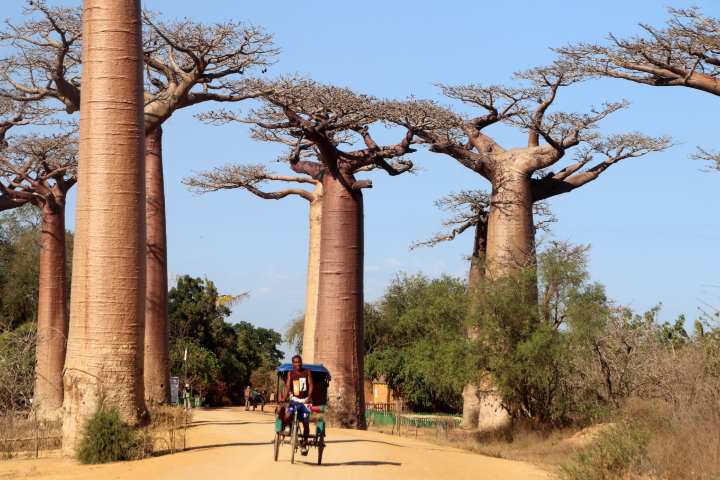 avenida-de-los-baobabs-8