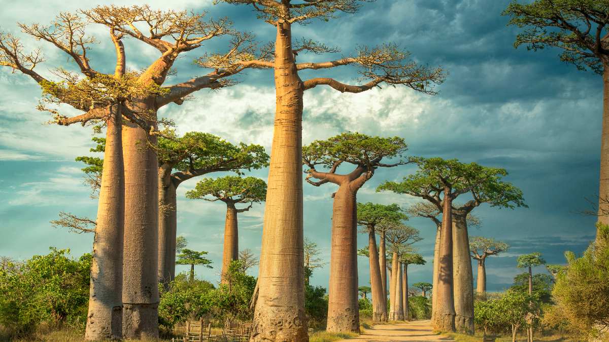 avenida de los baobabs portada